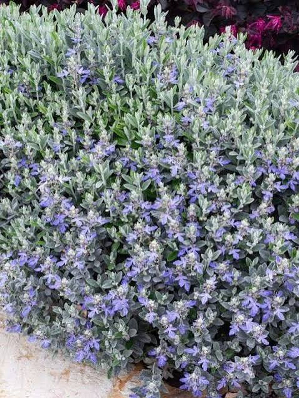 Teucrium Indigo Angel (14cm)