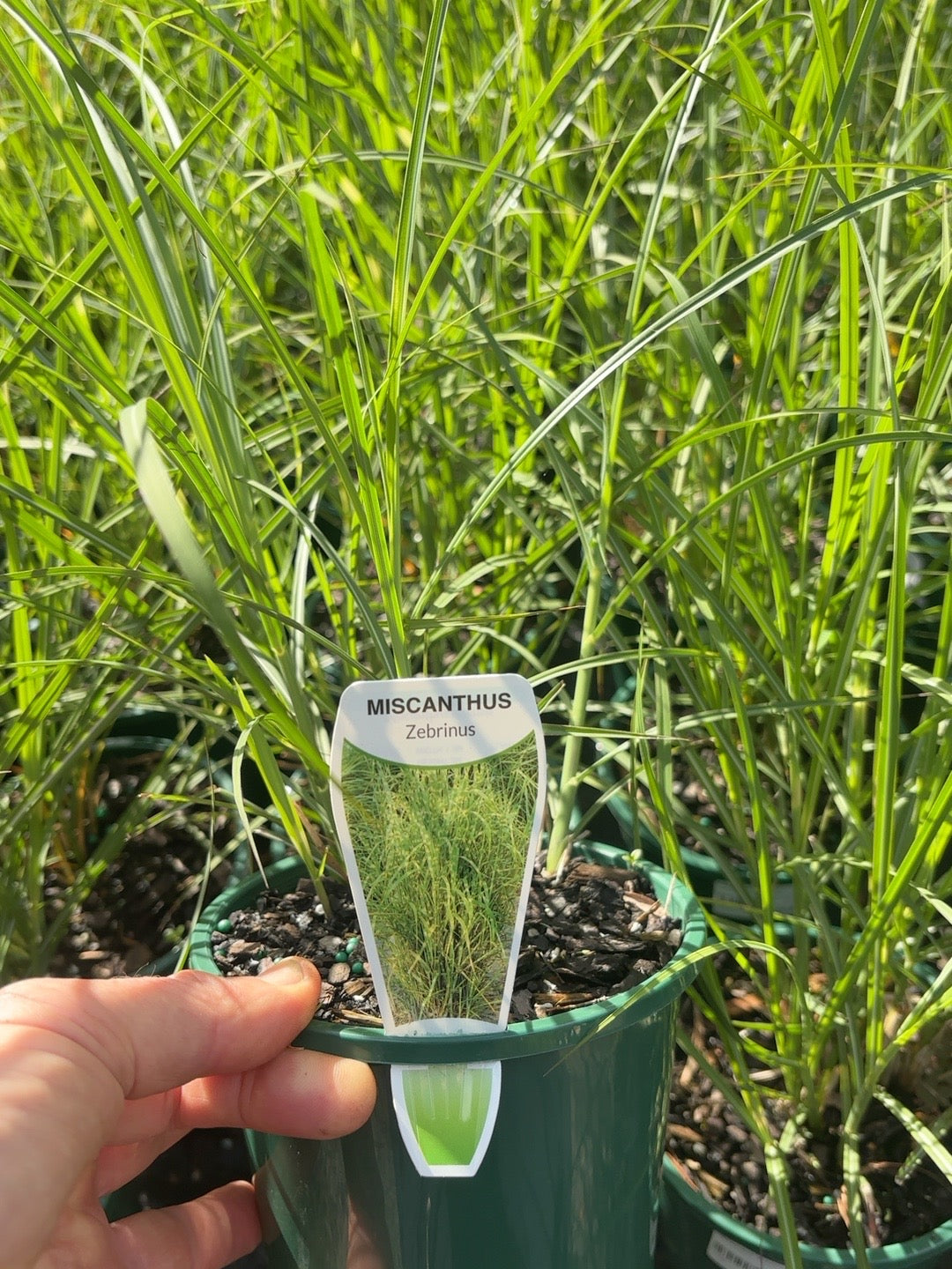 Miscanthus Zebrinus (14cm)