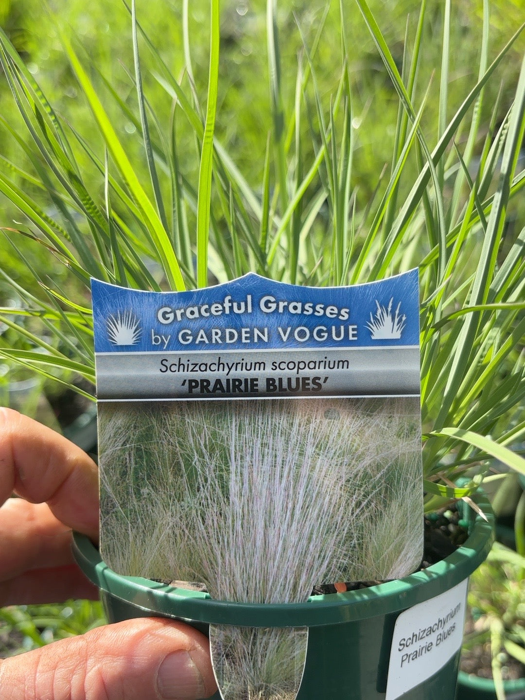 Schizachyrium Prairie Blues (14cm)
