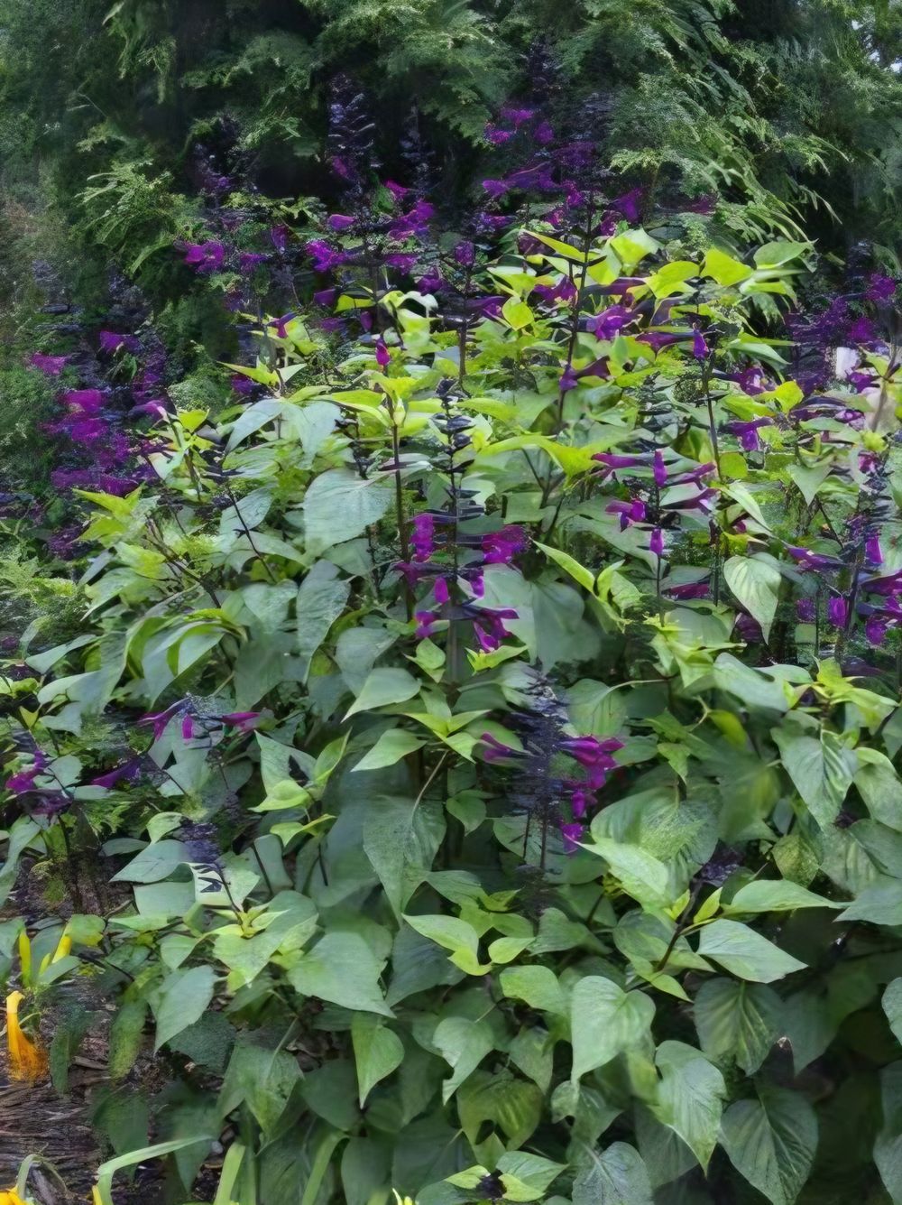 Salvia Smokey Jazz (14cm)