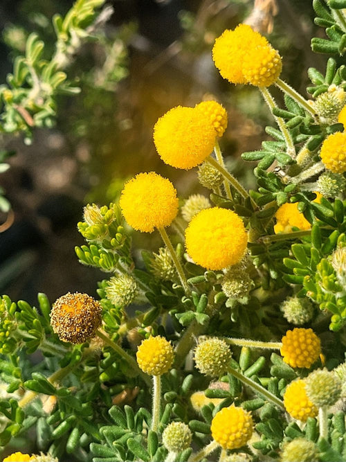 Acacia guinetii (14cm)