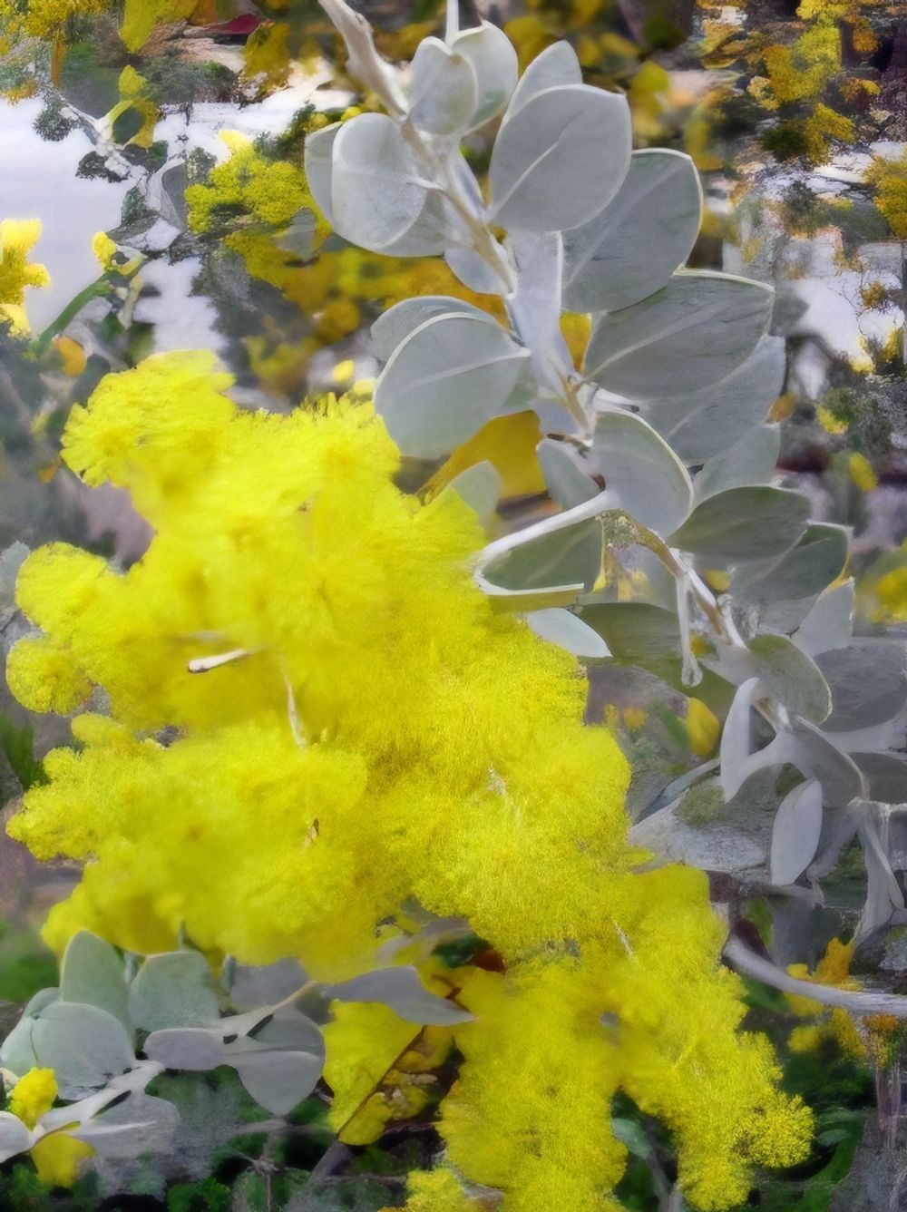 Acacia Sterling Silver (175mm)