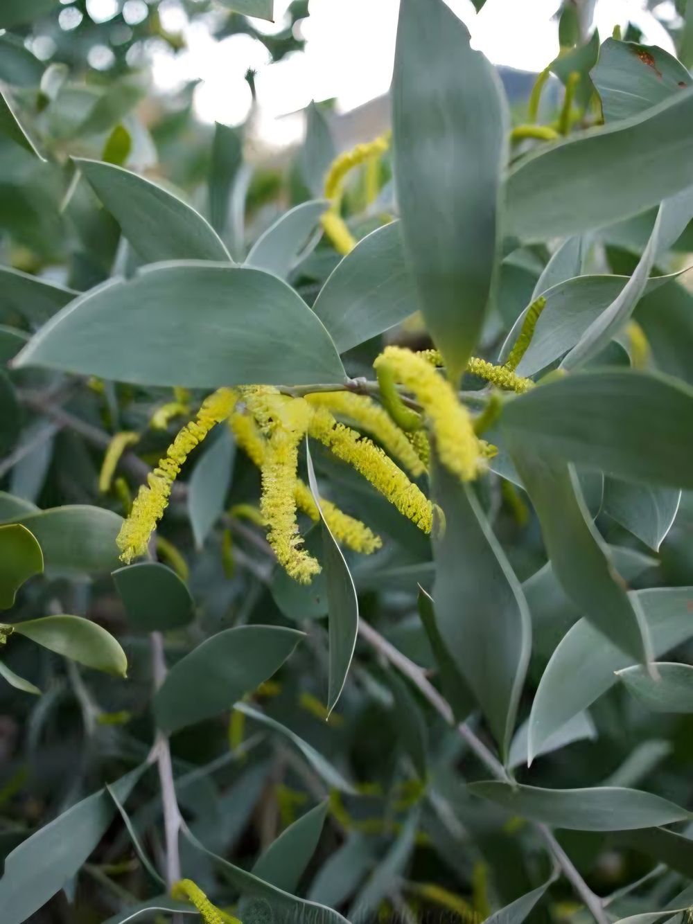 Acacia Sterling Silver (175mm)
