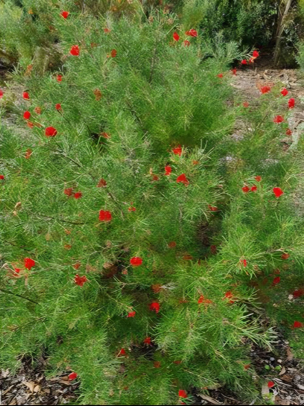 Grevillea Flaming Red (15cm)