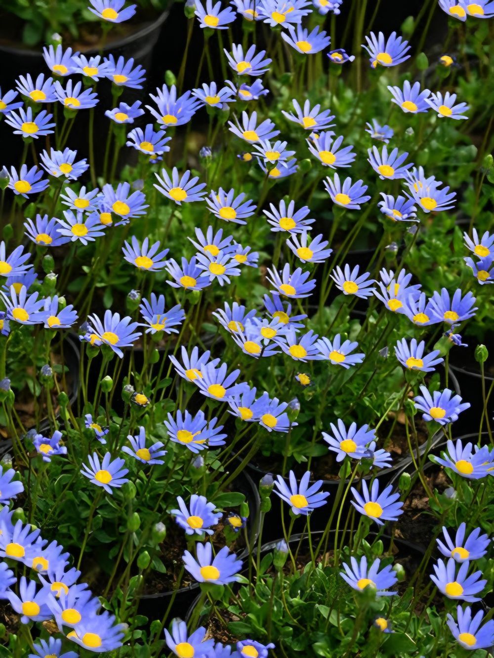 Felicia amelloides Periwinkle (14cm)