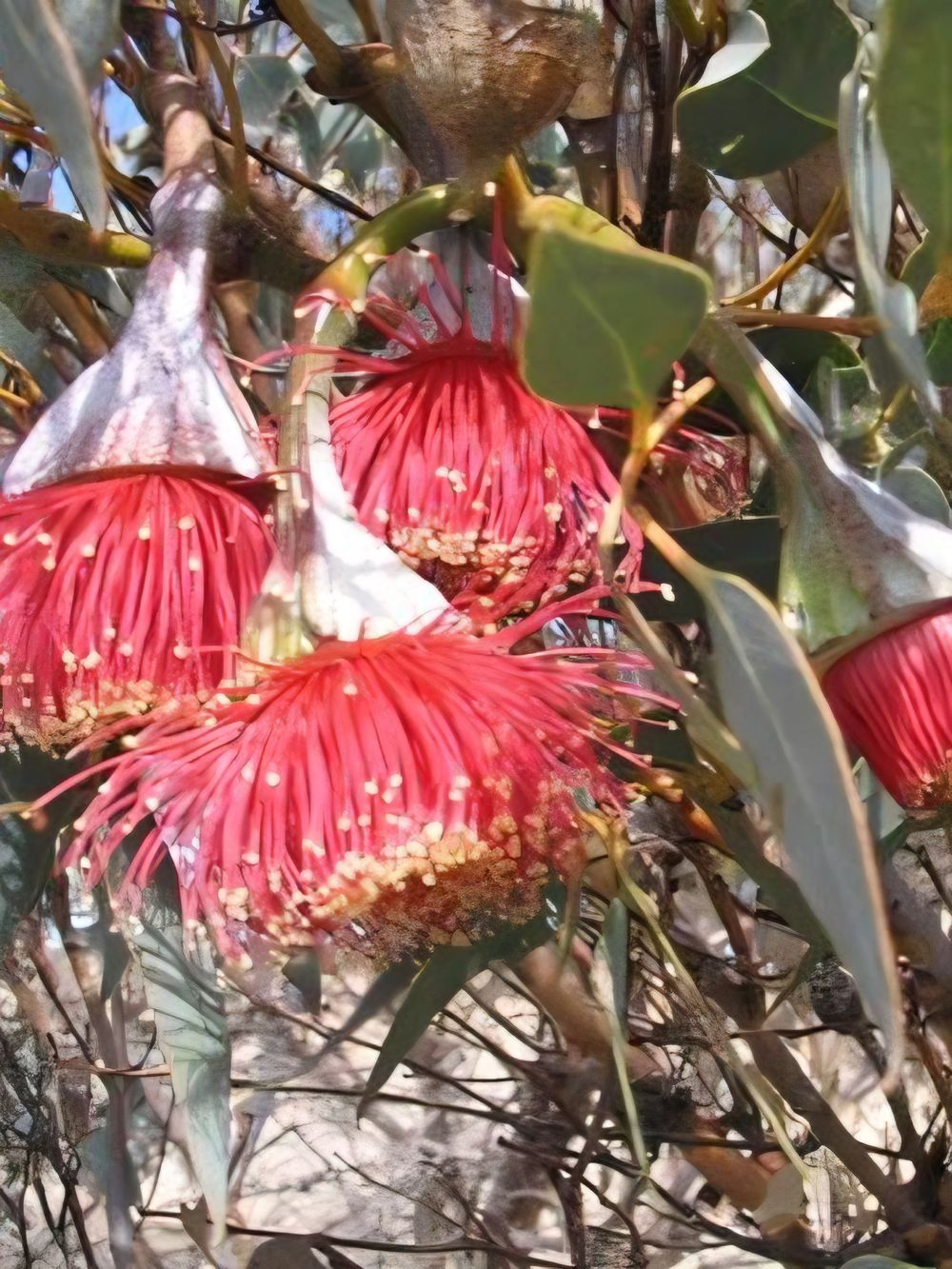 Eucalyptus pyriformis (14cm)