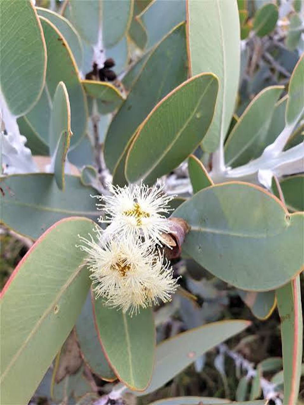 Eucalyptus Tetragona (17cm)