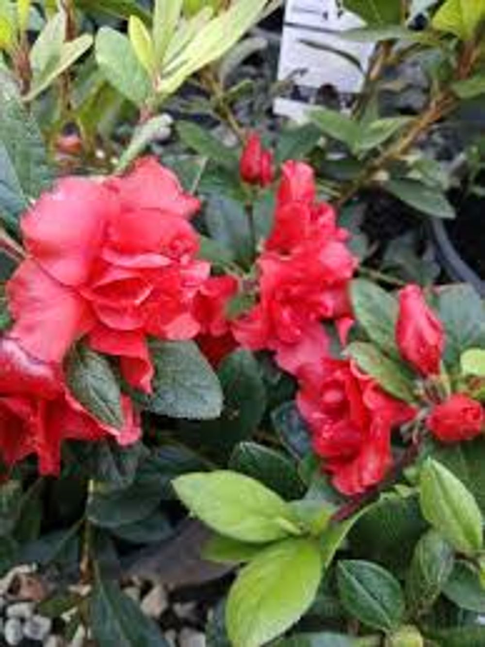 Azalea encore Autumn Bravo (17cm)