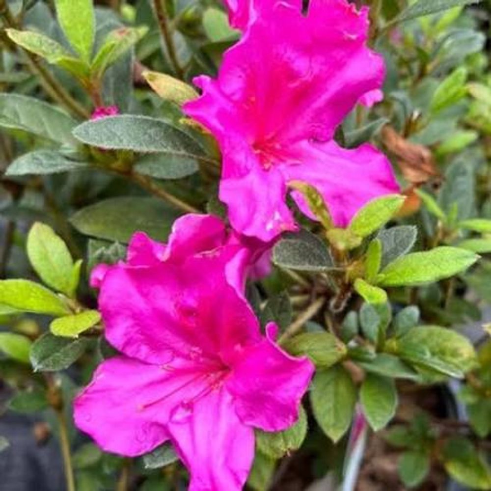 Azalea encore Autumn Royalty (17cm)