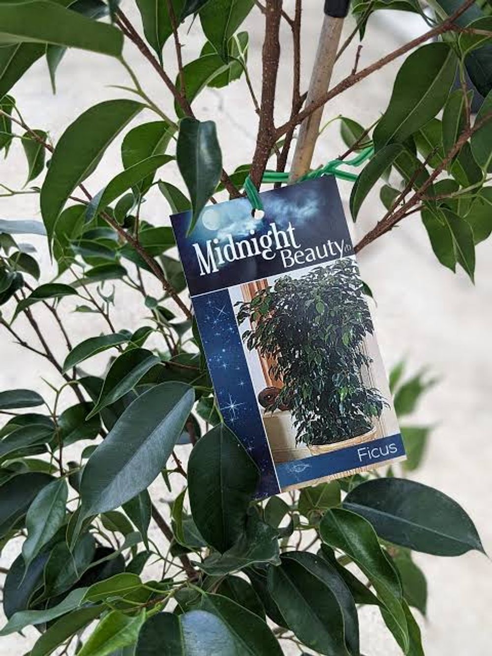 Ficus Midnight Beauty (18cm)