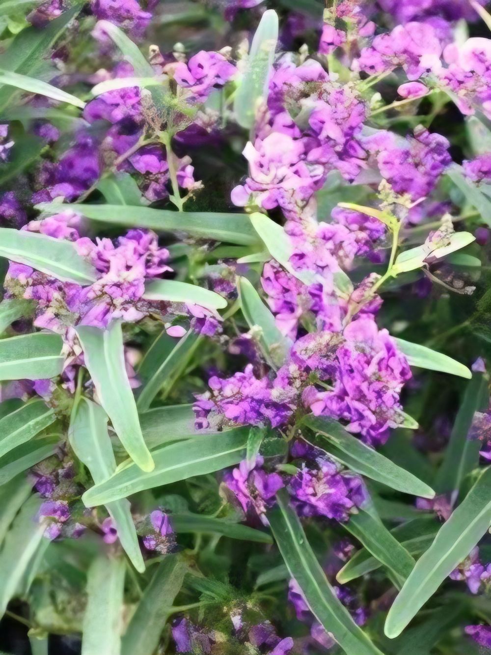 Hardenbergia Meema PBR (14cm)