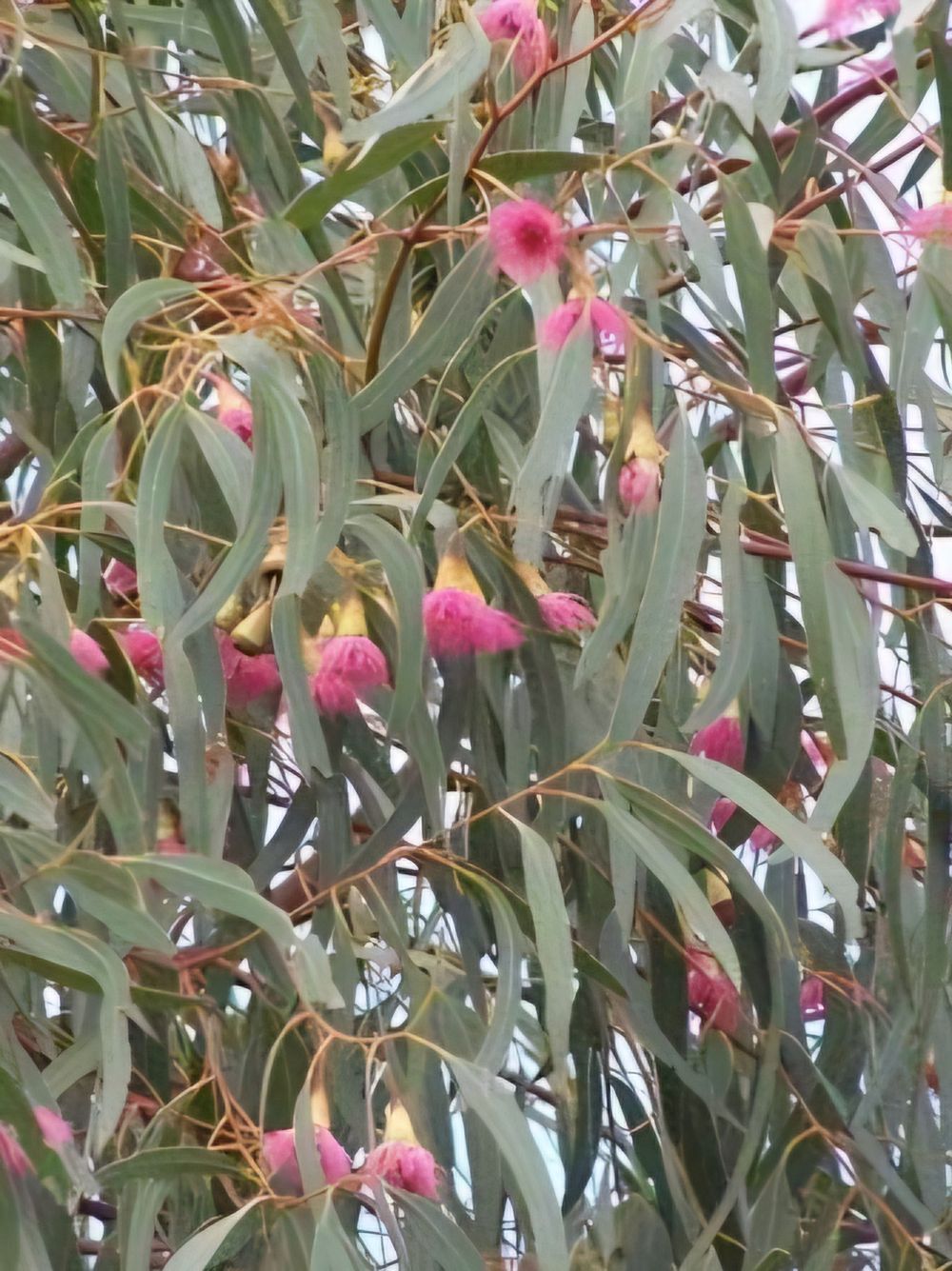 Eucalyptus leucoxylon rosea Red Fl Yellow Gum (25lt)