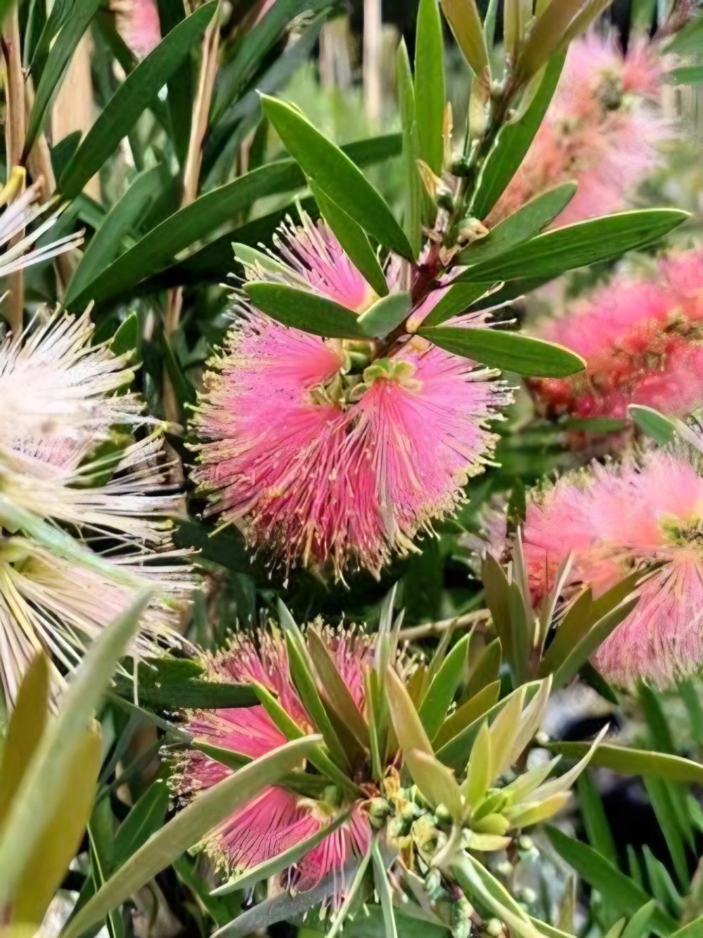 Callistemon Pink Champagne (14cm)