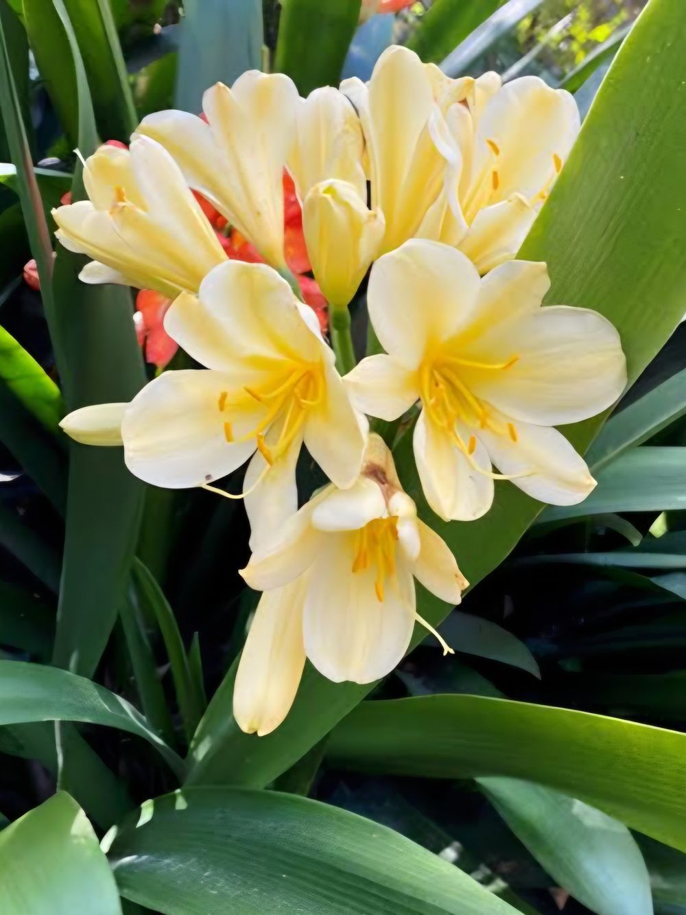 Clivia x miniata Cream (20cm)