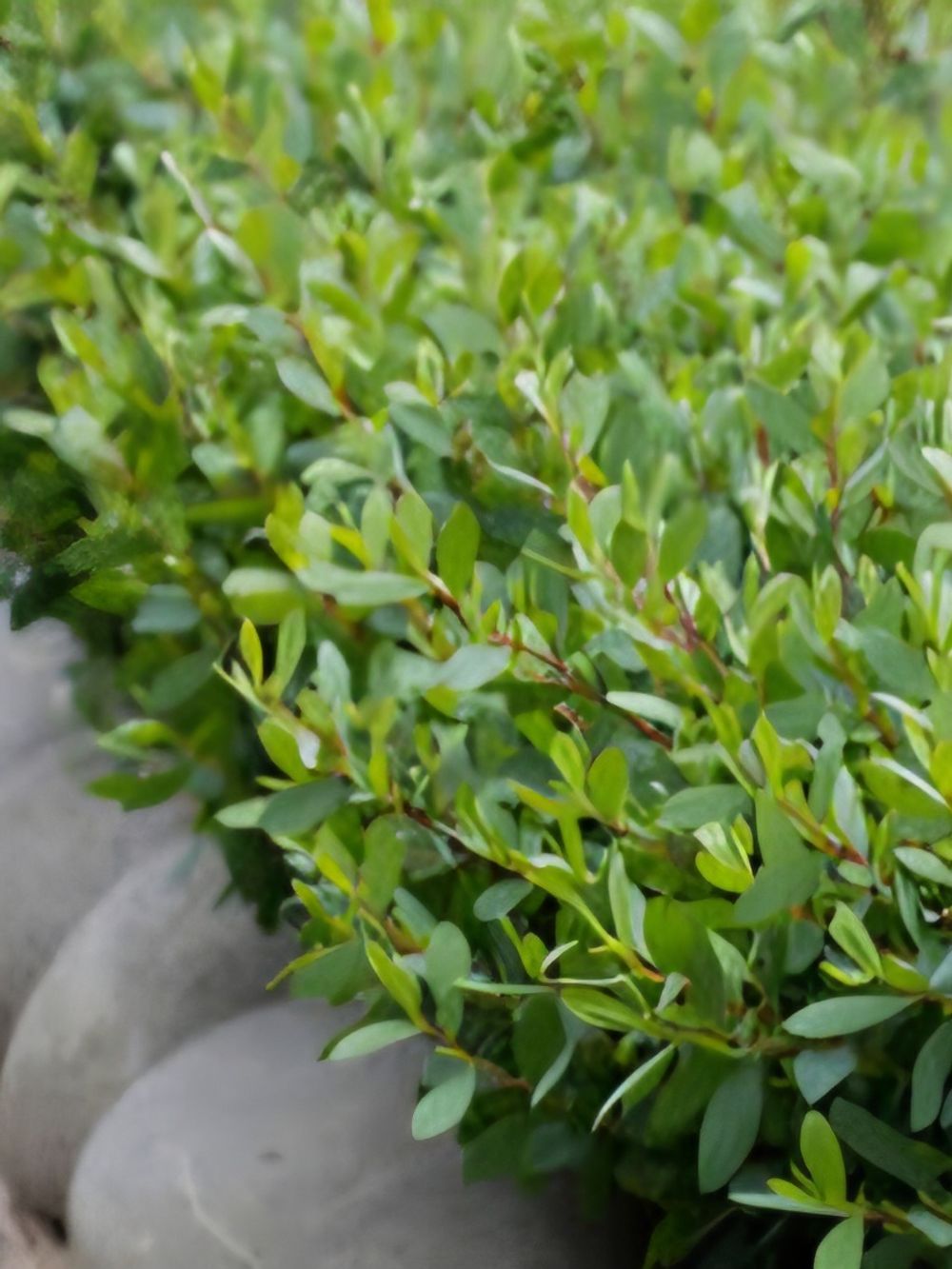 Leptospermum ForeShore (5lt)