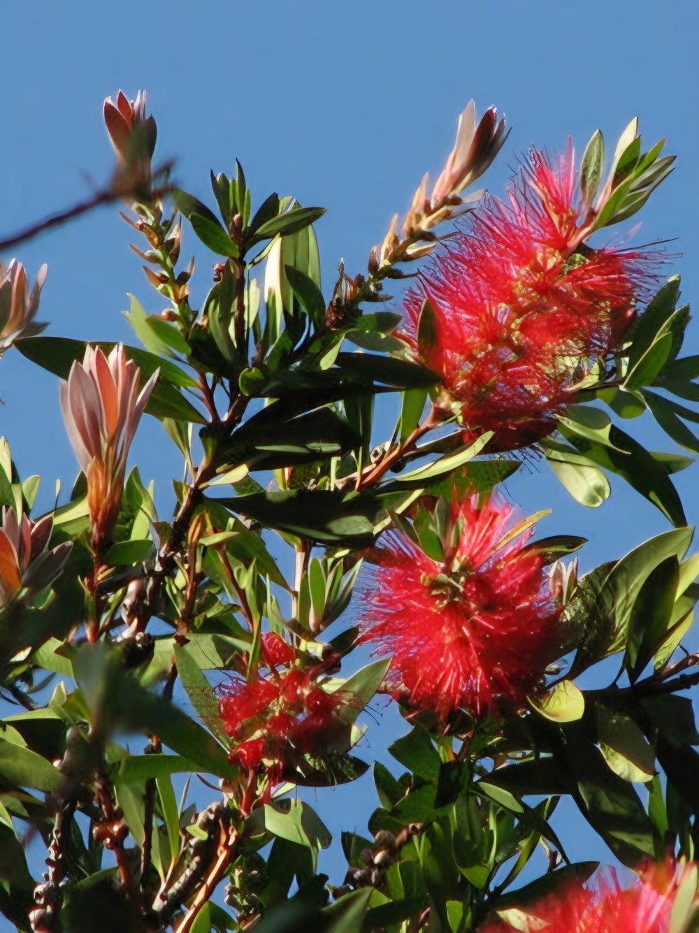Callistemon endeavour (18cm)