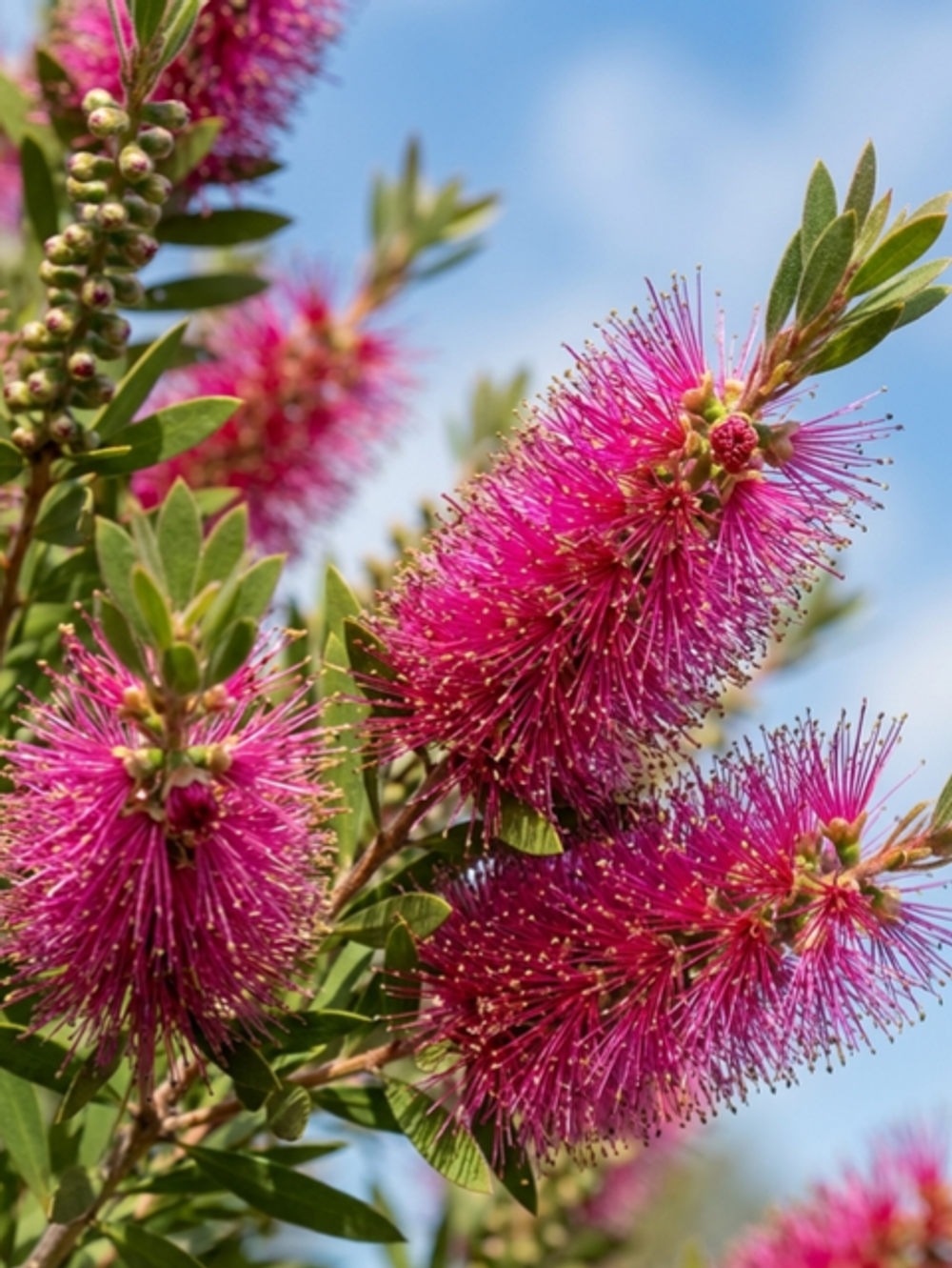 Callistemon Purple Splendour (14cm)
