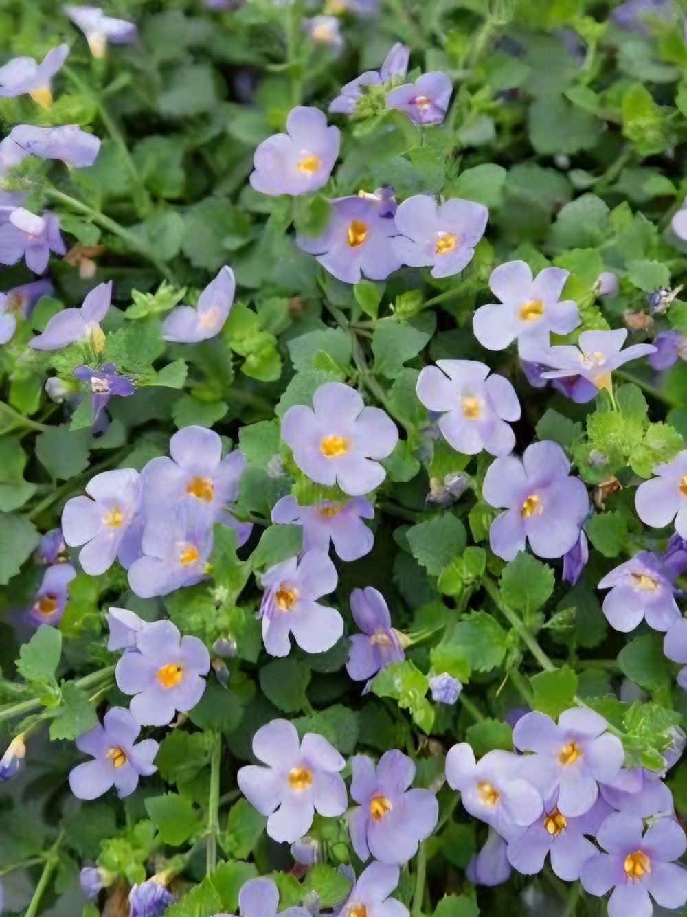 Bacopa Blue (14cm)