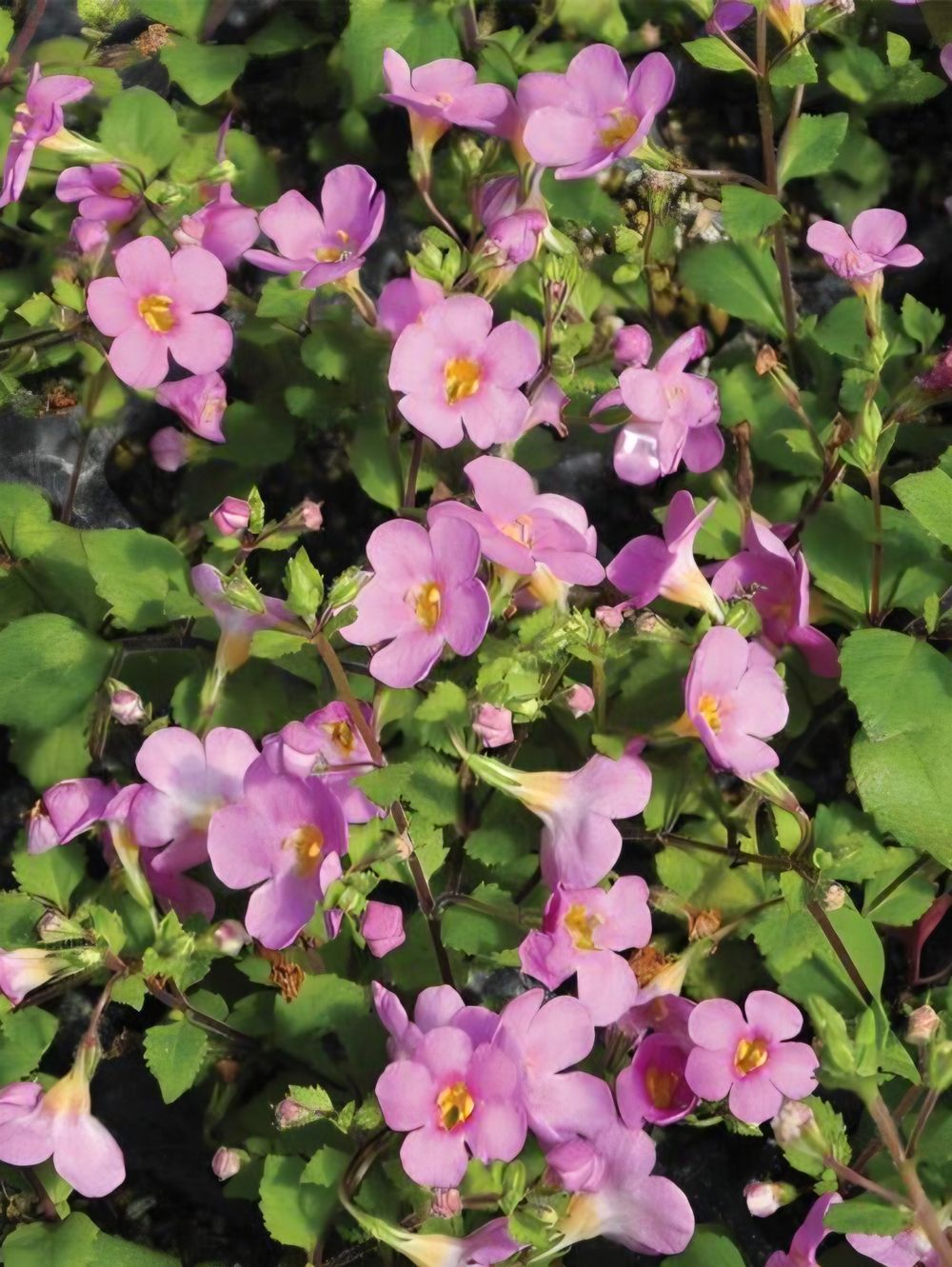 Bacopa Pink (14cm)