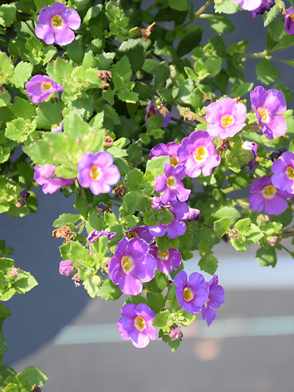 Bacopa Plum (14cm)