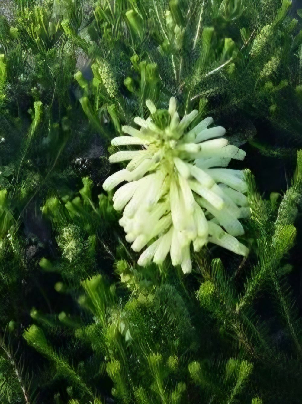 Erica Sessiliflora (14cm)