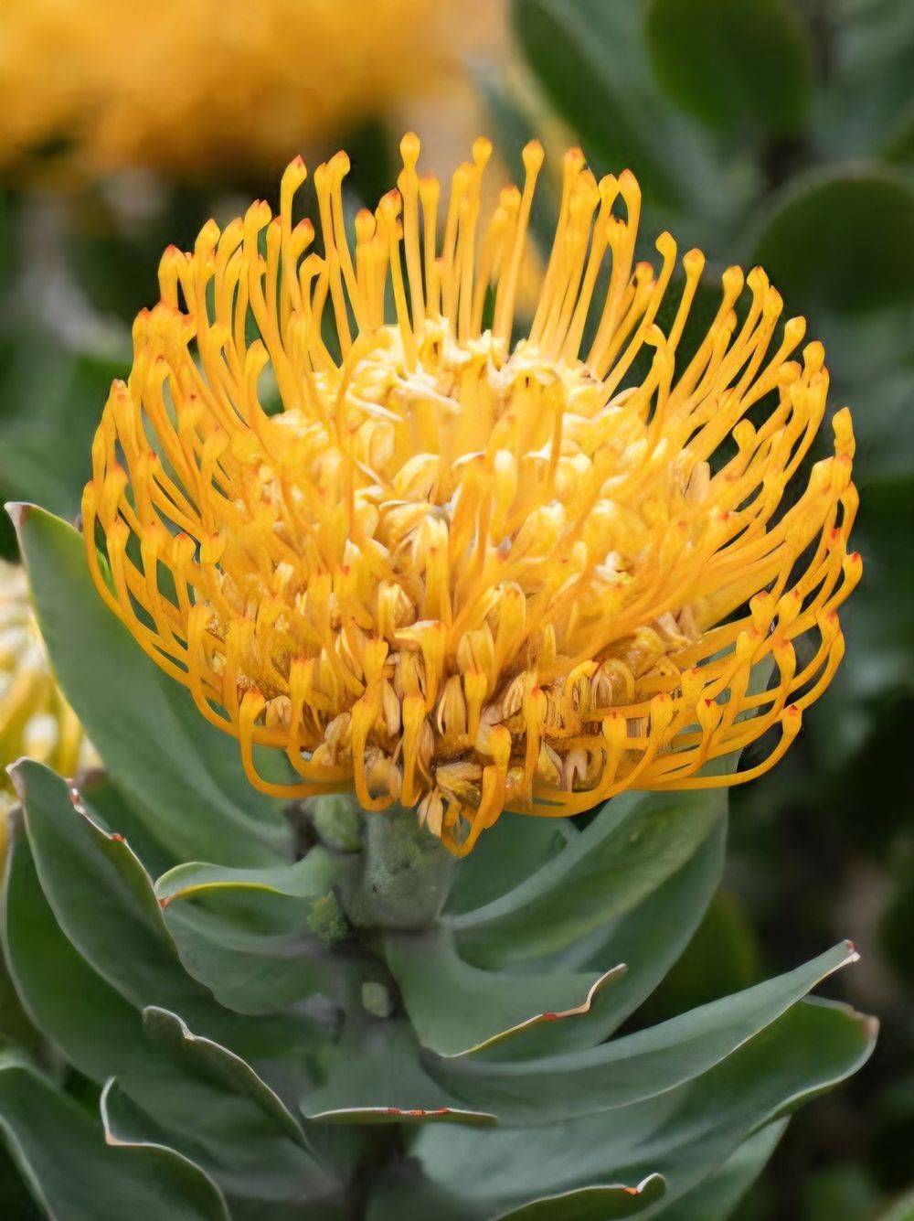 Leucospermum Carnival Copper (14cm)