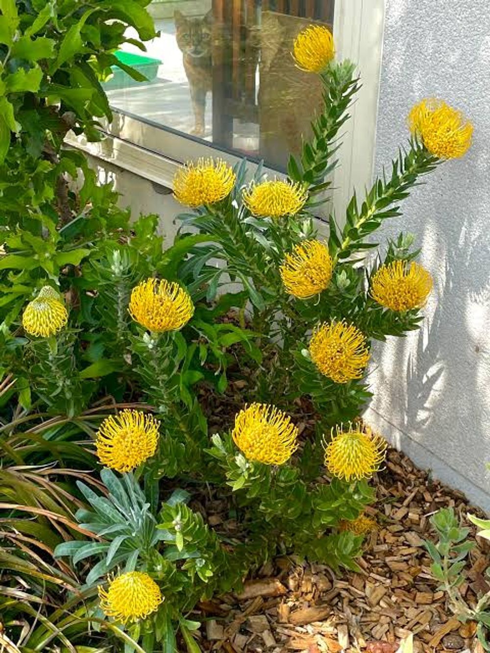 Leucospermum Carnival Yellow (14cm)