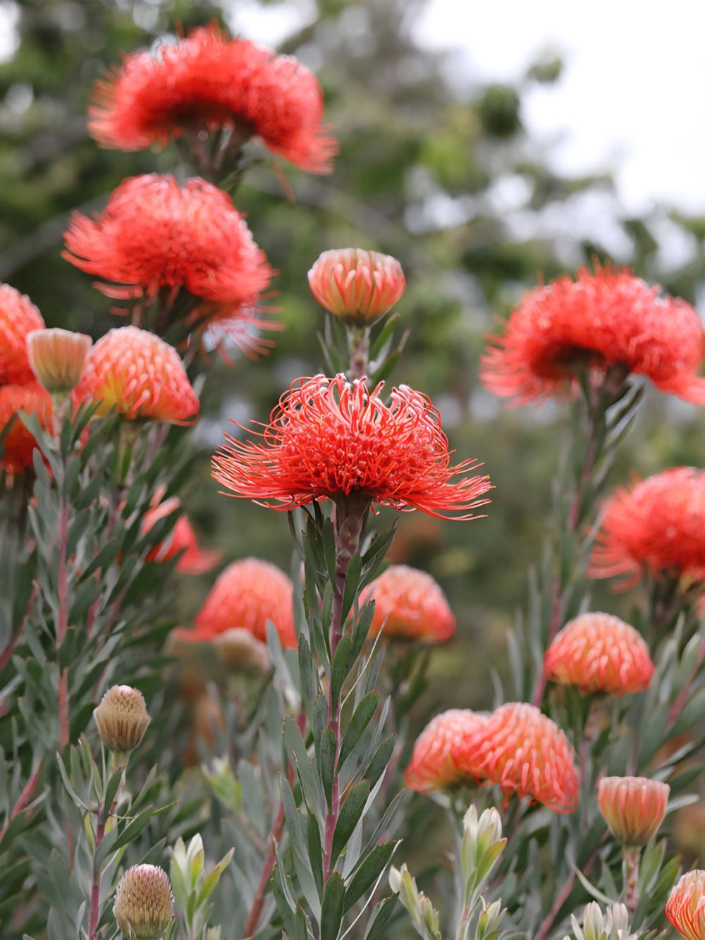 Leucospermum So Exquisite (14cm)