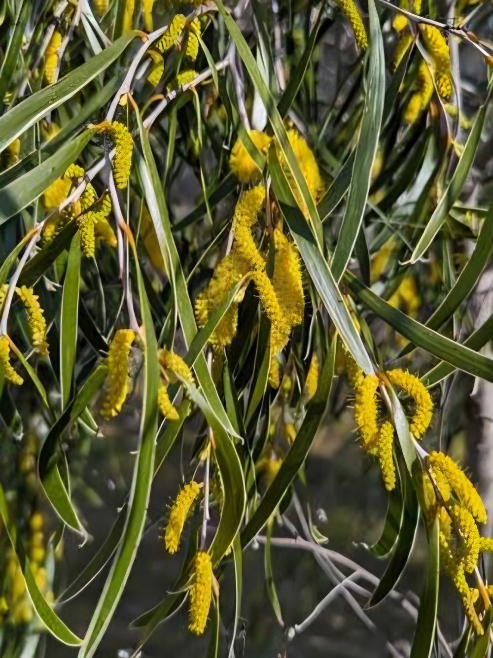 Acacia acuminata (14cm)