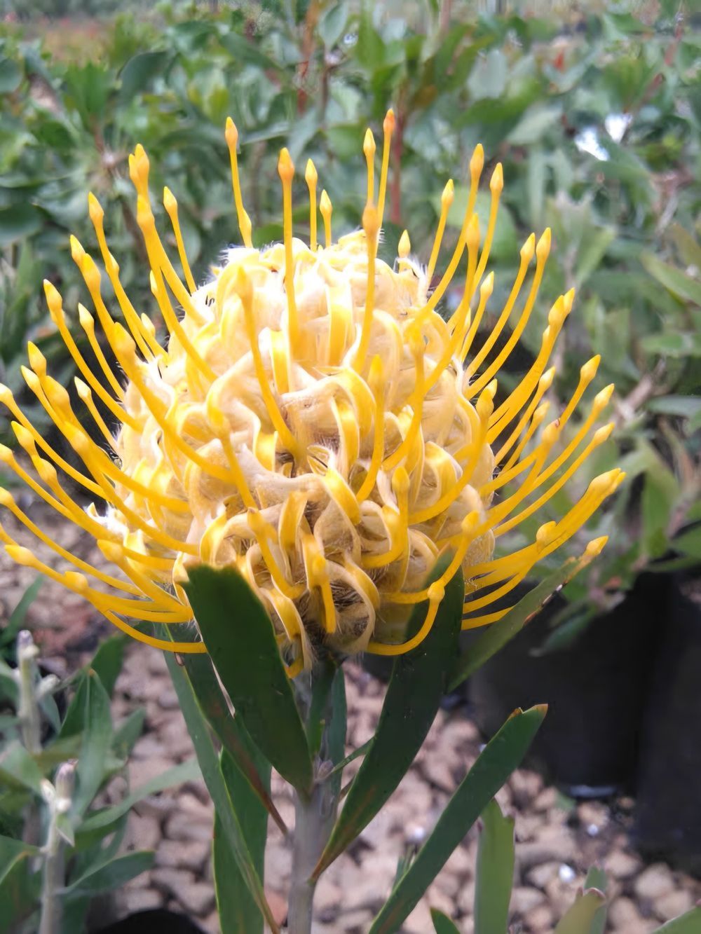 Leucospermum cuneiforme Goldie (14cm)