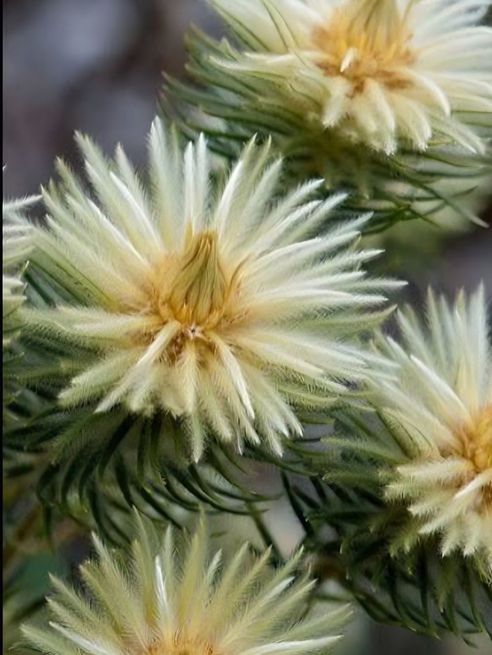 Phylica plumosa (14cm)