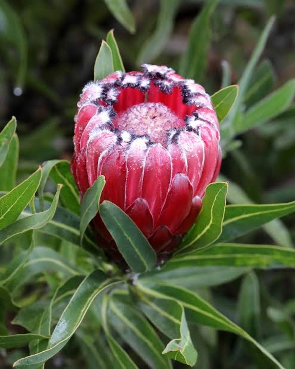 Protea Australis Ruby (14cm)