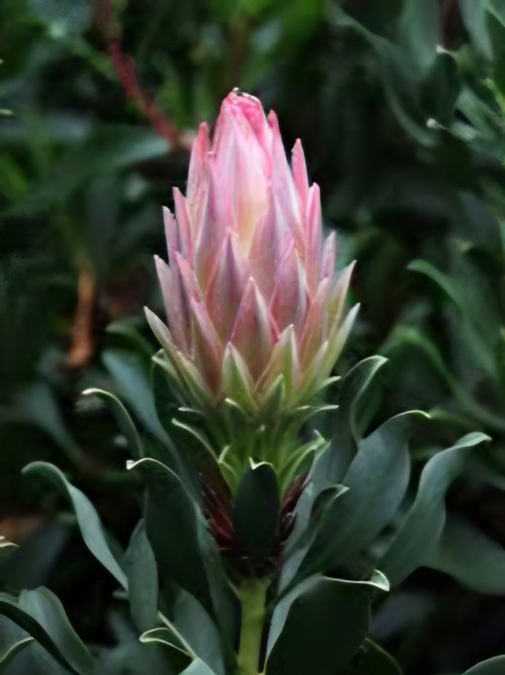 Protea Autumn Prince (14cm)