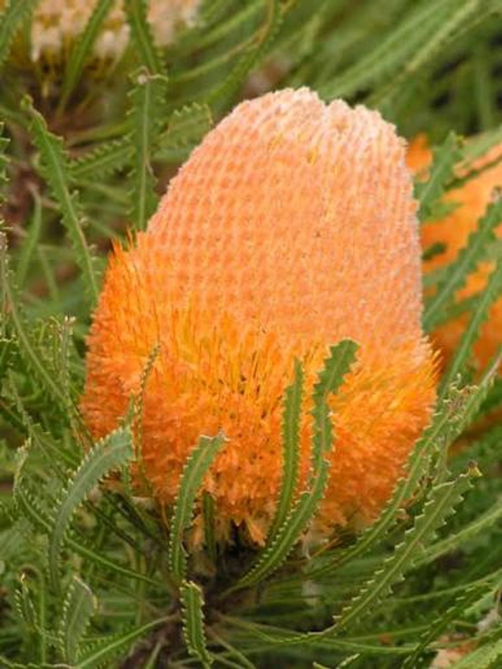 Banksia hookeriana (14cm)
