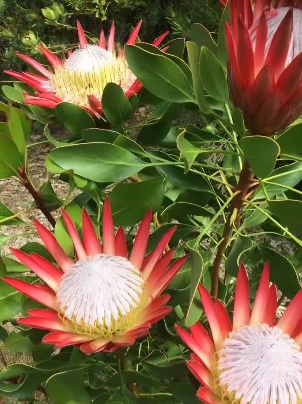 Protea Madiba (14cm)