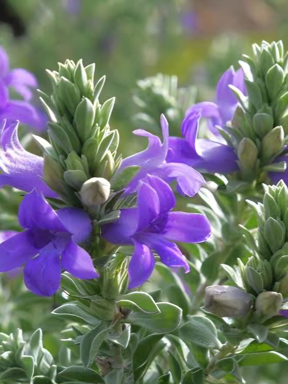 Eremophila Silky Bells (14cm)