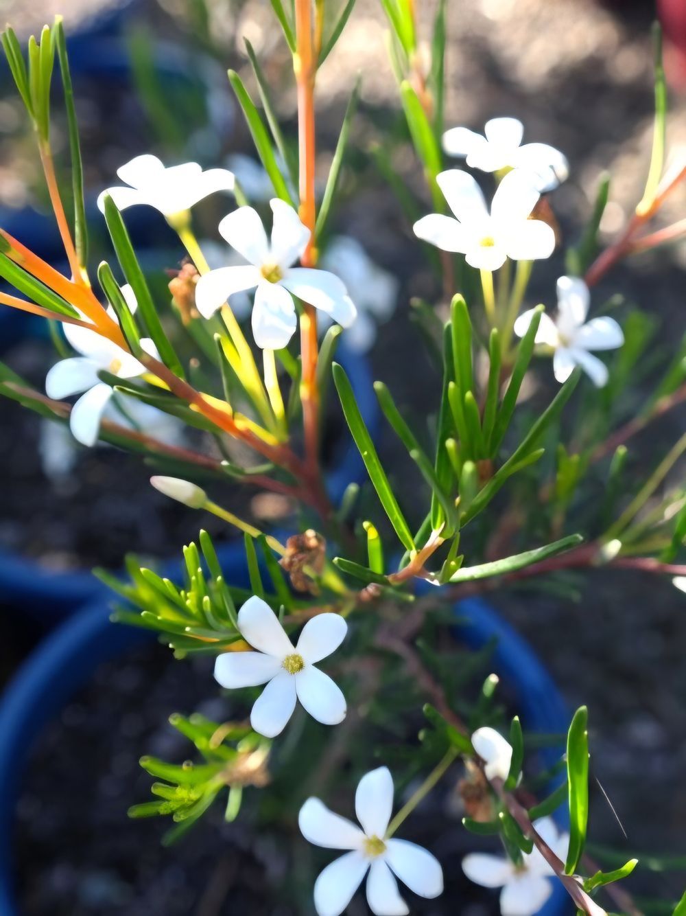 Ricinocarpus Pencil Wedding Bush (14cm)