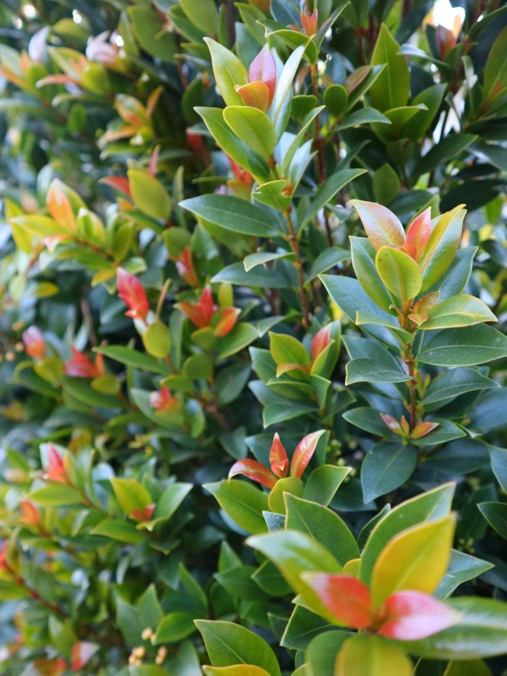 Syzygium Green Machine (18cm)