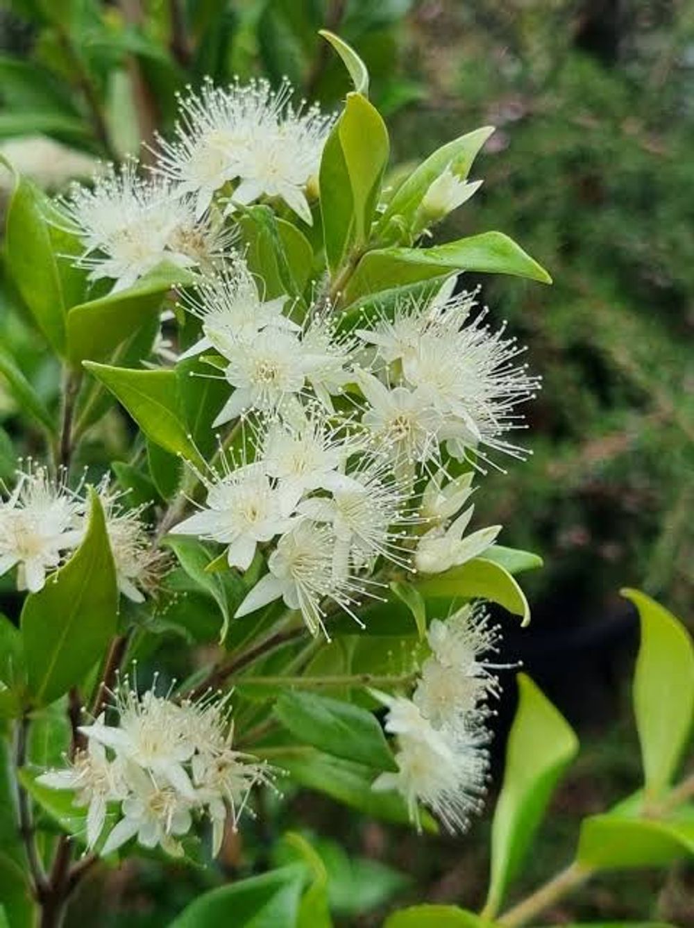 Backhousia Cinnamon Myrtle (17cm)