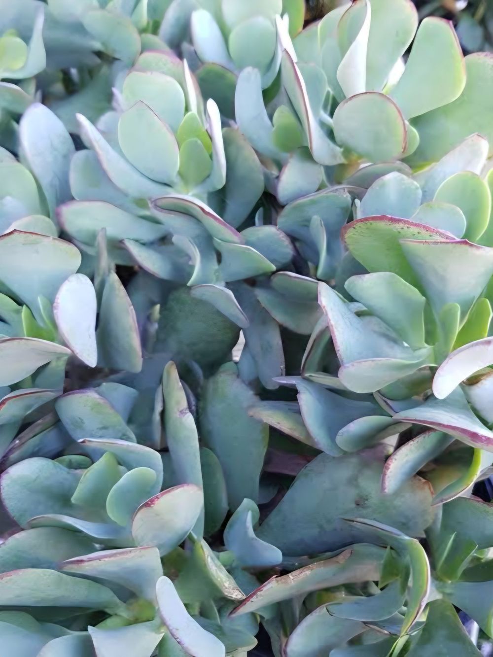 Crassula Bluebird (14cm)