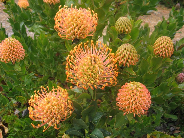 Leucospermum Patersonii (20cm)