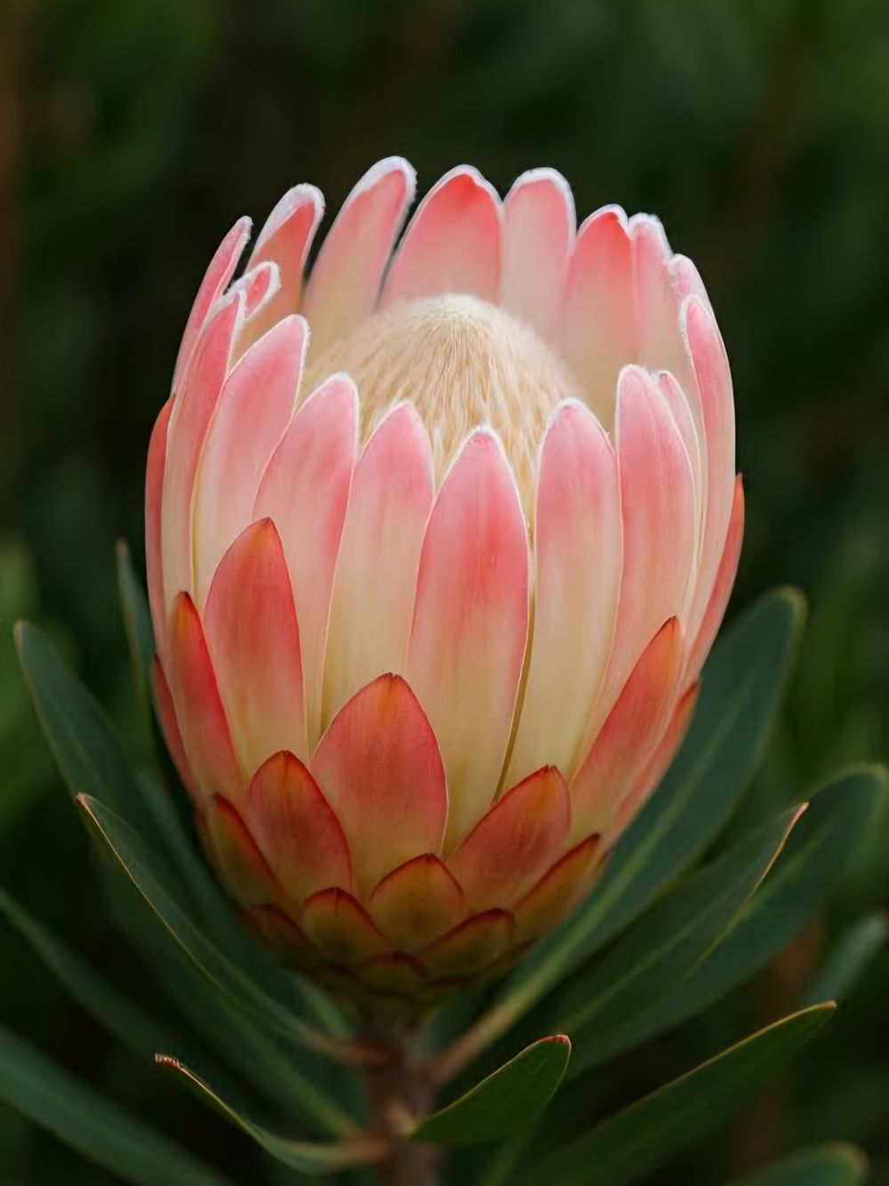 Protea Pink Cream (14cm)