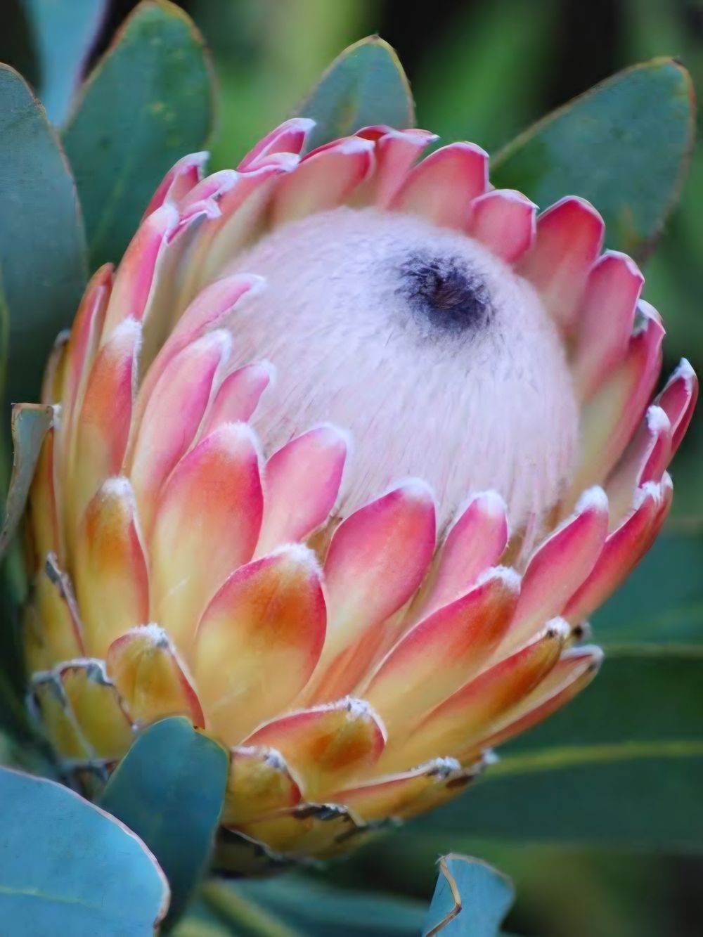 Protea Susara (14cm)