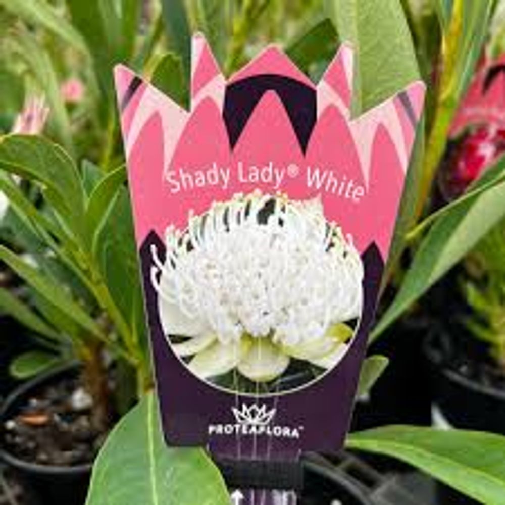Telopea Shady Lady White (14cm)