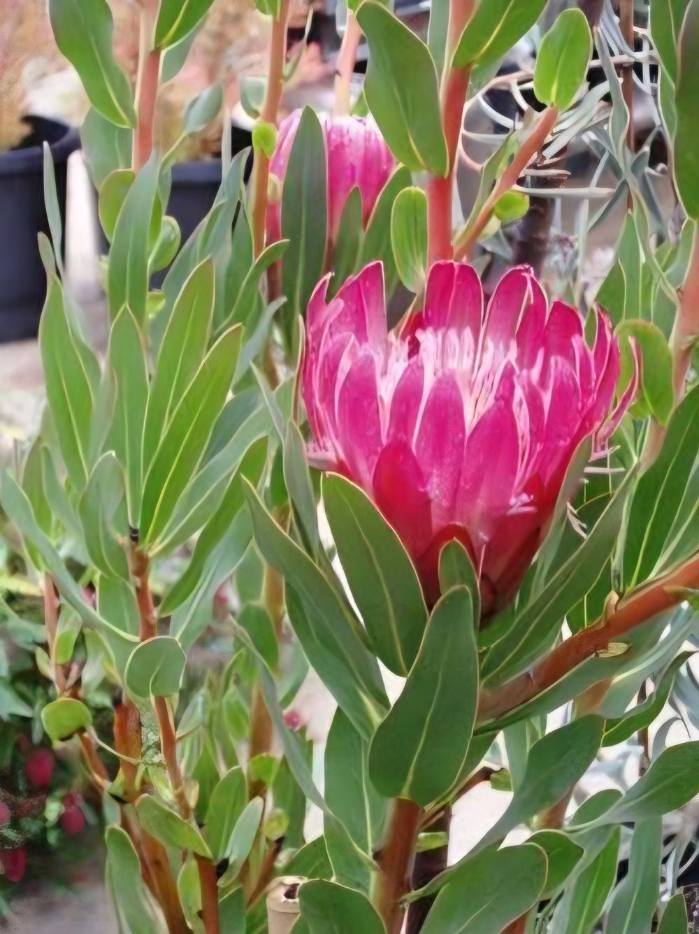 Protea Brenda (14cm)