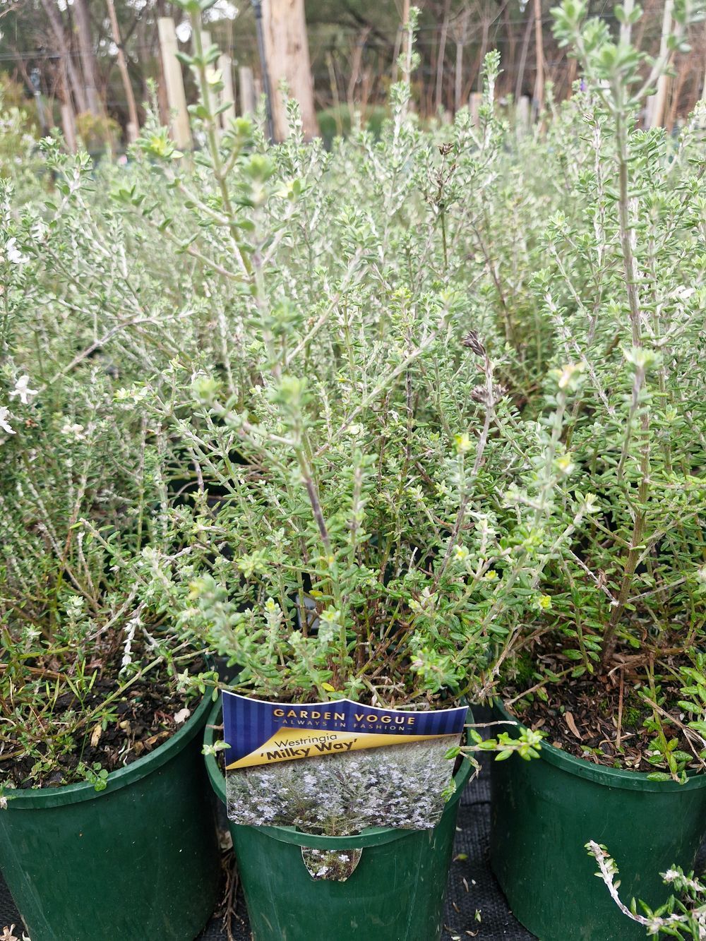 Westringia fruticosa Milky Way 20cm