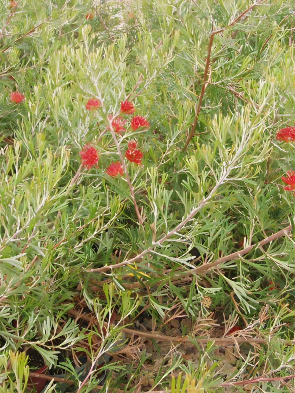 Grevillea Brachystachya (14cm)