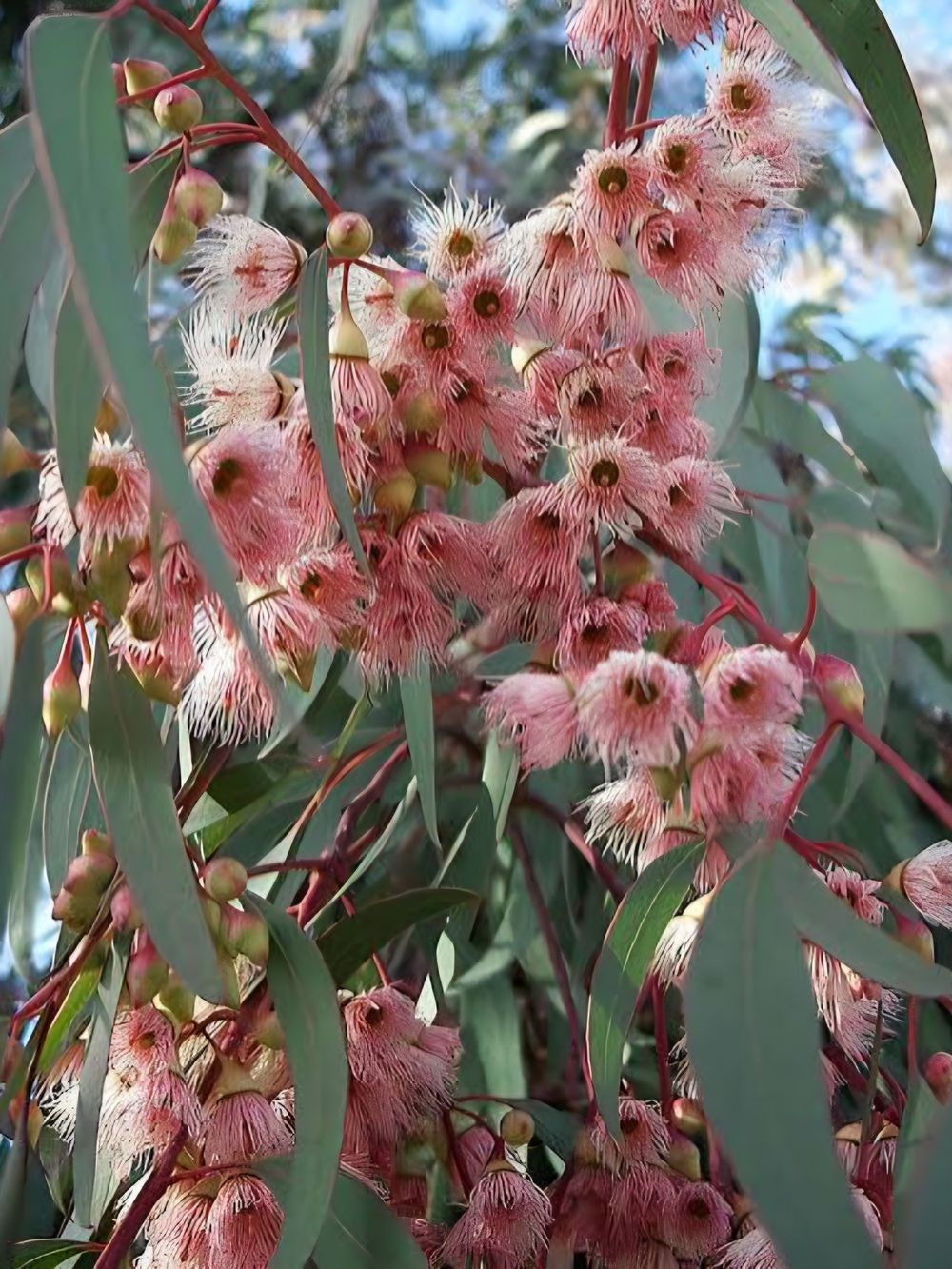 Eucalyptus torquata Coral Gum (6LT)