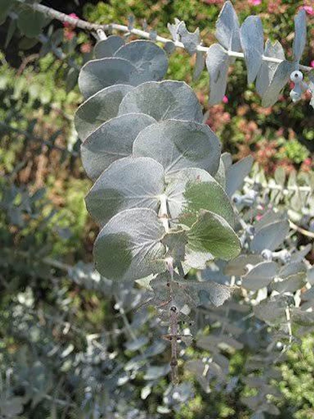Eucalyptus pulverulenta Silver Leafed Gum (6lt)