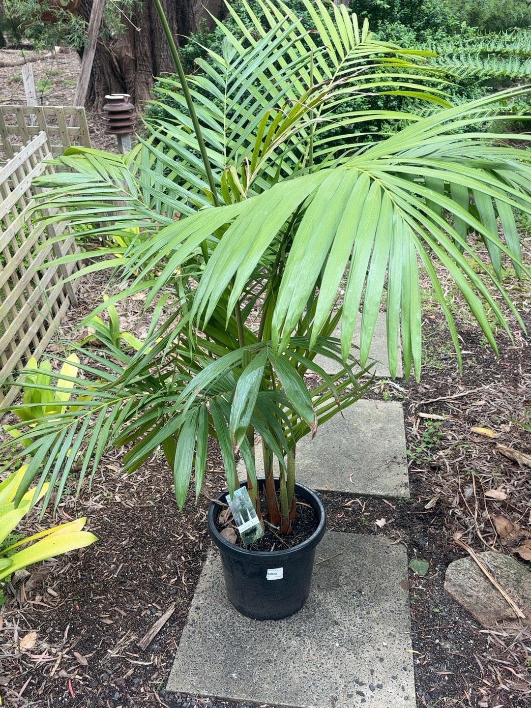 Archontophoenix Alexander Palm (305cm)